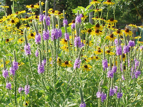 A field of purple flowers

Description automatically generated with medium confidence